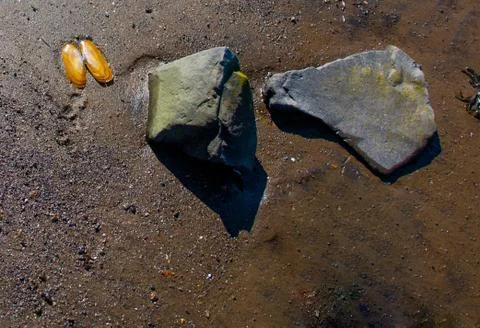 Flat rocks and a shell on a wet dark brown sandy beach Stock Photos