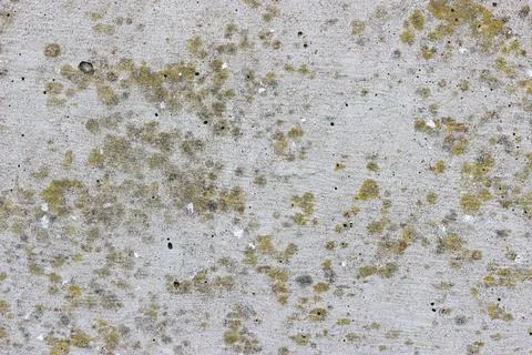 A flat rough highly textured concrete surface with yellow spots of lichen Stock Photos