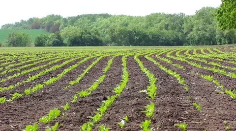 Flat rows of beet sprouts on the field Stock Footage 54026539