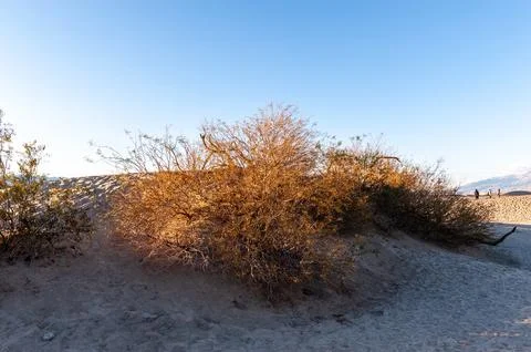 The Flat Sand Dunes Foto stock