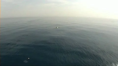 Flat sea and dolphin Vídeo Stock 11515656