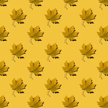 Flat seamless pattern of maple leaves on a yellow background Stock Photos