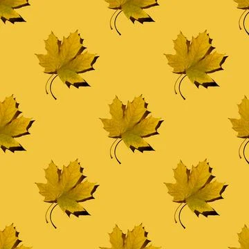 Flat seamless pattern of maple leaves on a yellow background Stock Photos