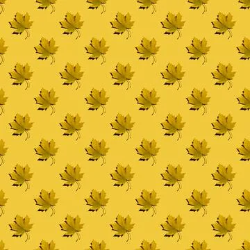 Flat seamless pattern of maple leaves on a yellow background Stock Photos