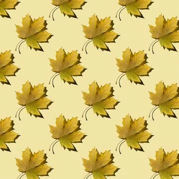 Flat seamless pattern of maple leaves on a yellow background Stock Photos
