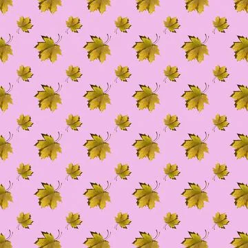 Flat seamless pattern of maple leaves on a pink background Stock Photos