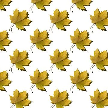 Flat seamless pattern of maple leaves on a white background Stock Photos