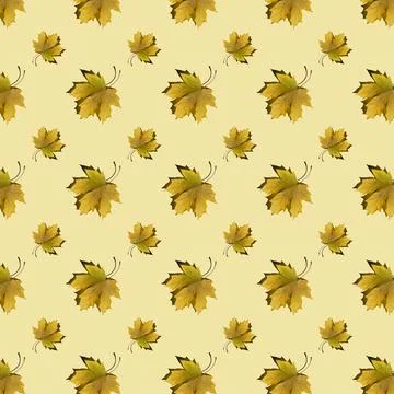 Flat seamless pattern of maple leaves on a yellow background Stock Photos