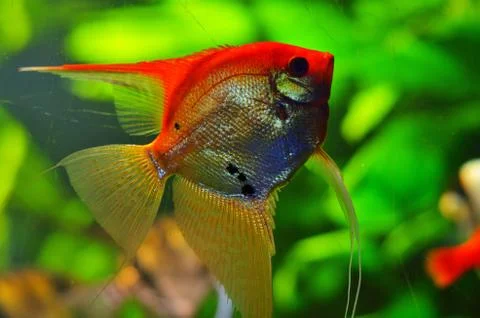 Flat silver fish with a long fin Stock Photos