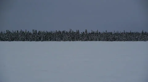 Flat Snow Forground with Evergreen Tree Line Stock Footage 38056112