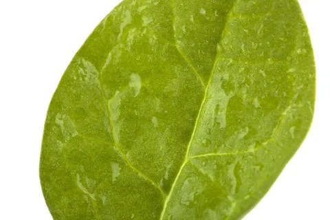 Flat spinach leaf Stock Photos