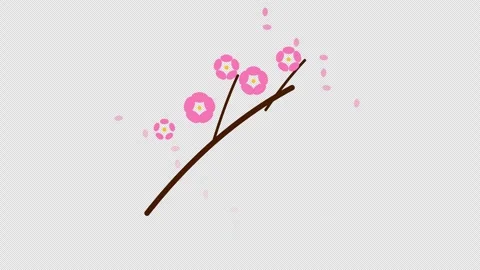 Flat Spring Sakura Cherry Blossom Branch Bloom Transparent Vídeos de archivo 347366804