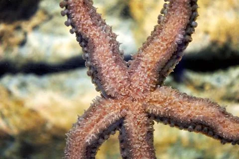 Flat starfish bottom view deep underwater Stock Photos