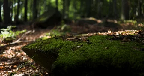A flat stone in the forest covered with intense green moss, catching the sun Vídeos de archivo 253644898