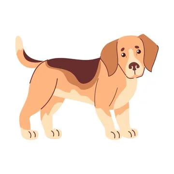 Flat-style beagle vector friendly tri-color coat, floppy ears, soulful eyes Stock Illustration