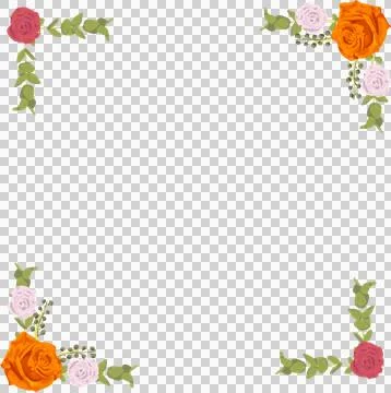 Flat style corner frame is showing rose clusters and foliage on transparent Stockillustratie