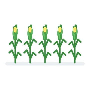 Flat style illustration of corn. Stock Illustration