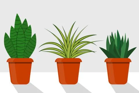 Flat style room plants in pots, vector illustration. Chlorophytum, sansevieri Stock Illustration
