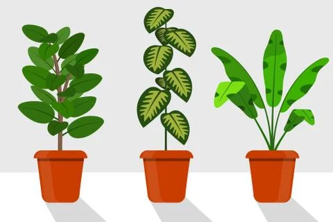 Flat style room plants in pots, vector illustration. Dieffenbachia, ficus. Stock Illustration