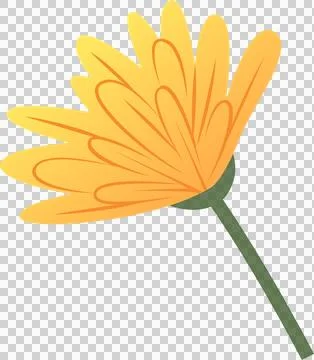 Flat style side view daisy flower is showing gradient petals, green calyx on Stock Illustration