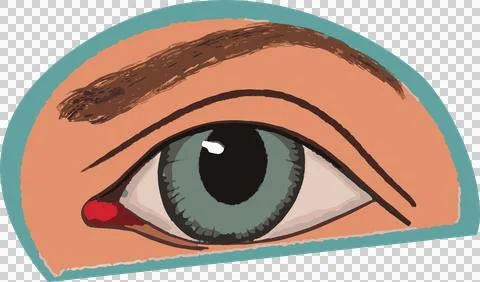 Flat stylized eye art is being shown on transparent background with green iris Stock Illustration