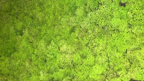 Flat surface of real moss Video stock 232218584