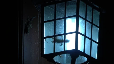 Flat-tailed Gecko, Malaysia Vídeo Stock 130162429
