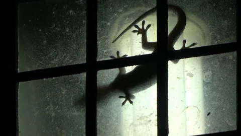Flat-tailed Gecko, Malaysia Stock Footage 130162551