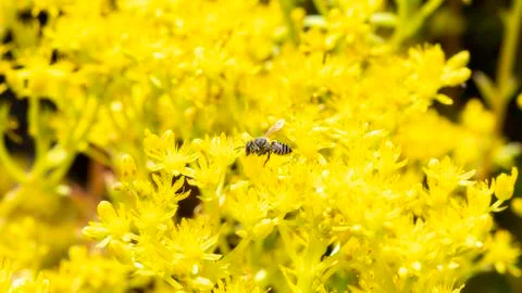 A Flat-tailed Leafcutter Bee (Megachile mendica) Seeks Pollen  Stock Photos