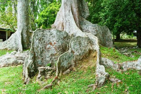 Flat thin roots of a tropical tree Stock Photos