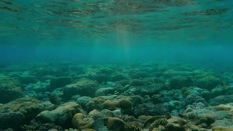 Flat-top on shallow coral reef, backlit by bright rays of setting sun Video stock 331103252