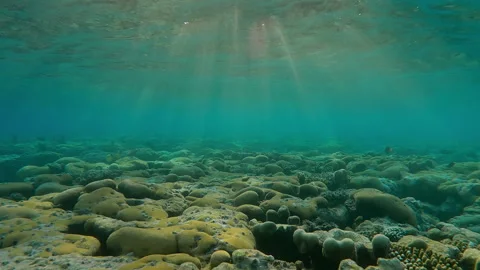 Flat-top on shallow coral reef under bright rays of setting sun Video stock 336565175