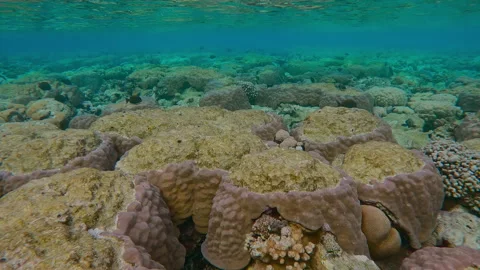 Flat-top of shallow coral reef with bite marks inflicted by feeding Parrotfish Stock Footage 339966852