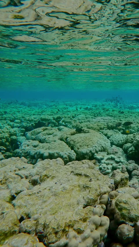 Flat-top on shallow inner coral reef that has been gnawed by Parrotfish Video stock 312123931