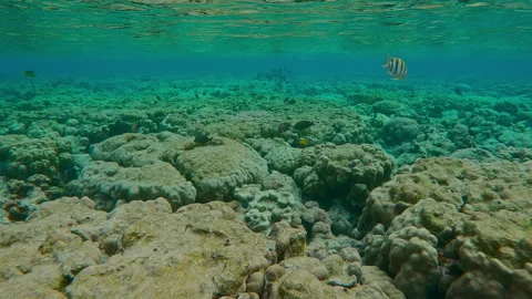 Flat-top on shallow inner coral reef that has been gnawed by Parrotfish Stock Footage 331103943