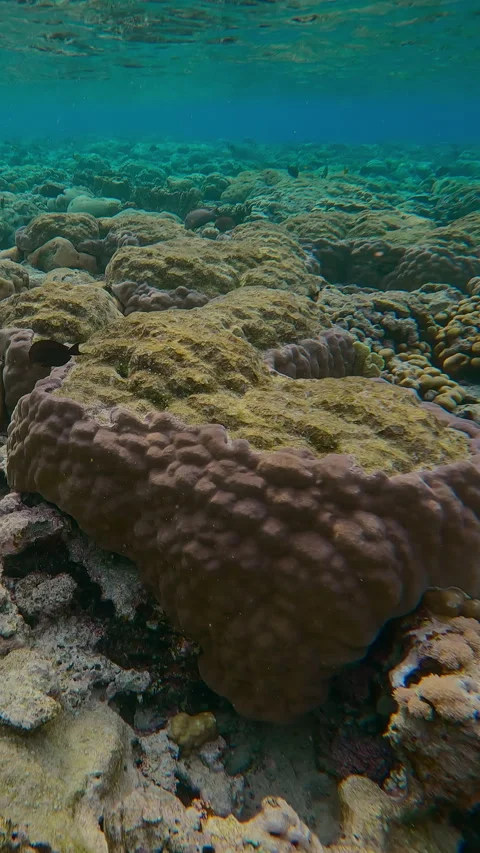 Flat-top on shallow water reef with multiple traces of teeth of coral-eating Stockbeeldmateriaal 302759756