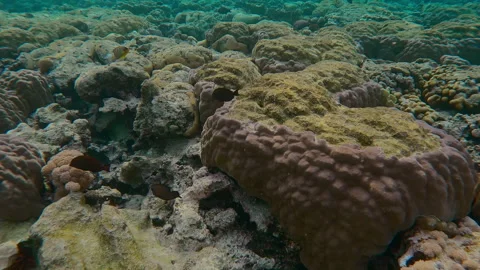 Flat-top on shallow water reef with multiple traces of teeth of coral-eating Stock Footage 331104103
