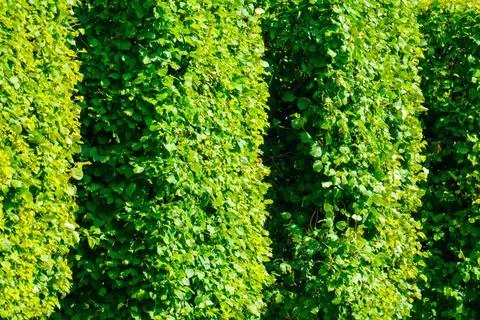 Flat-trimmed square-shaped trees on sun Foto stock