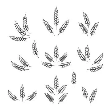 Flat Vector Agriculture Wheat Icon Set Isolated, Organic Wheat, Rice Ears Stock Illustration