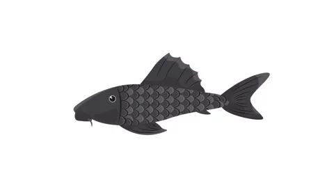 Flat Vector Animated Black Fish Icon Swimming Isolated on White Background Stock Footage 345931096