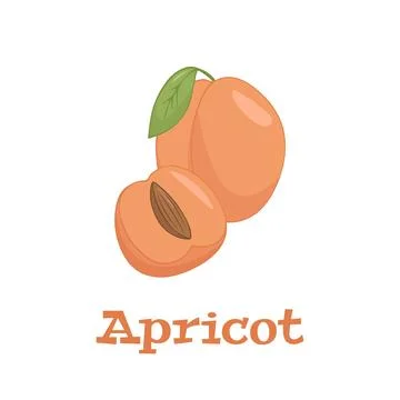 Flat vector of Apricots isolated on white background. Flat illustration graphic Stock Illustration