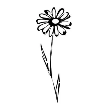 Flat vector beautiful black chamomile and leaves Stock Illustration