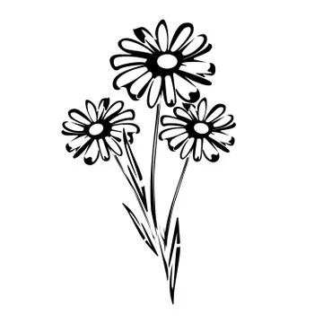 Flat vector beautiful black chamomile and leaves Stock Illustration