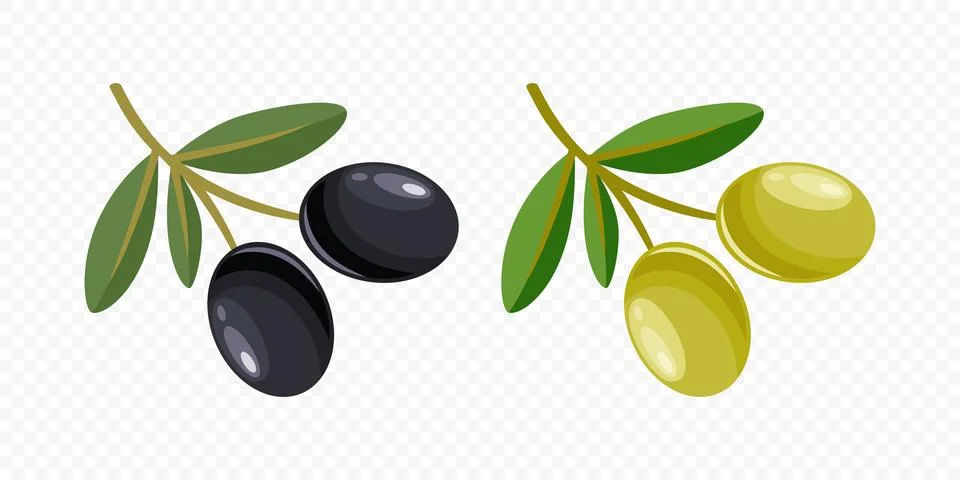 Flat Vector Black and Green Olives Set. Hand Drawn Olive Tree Berry, Branch Stock Illustration