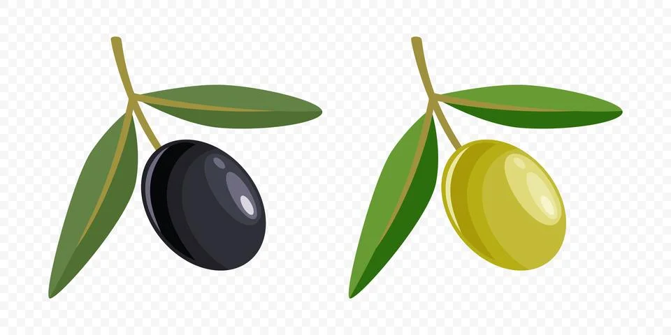Flat Vector Black and Green Olives Set. Hand Drawn Olive Tree Berry, Branch Stock Illustration