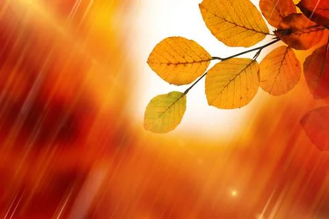 Flat vector branch with yellow and orange leaves is emerging against warm Stock Photos