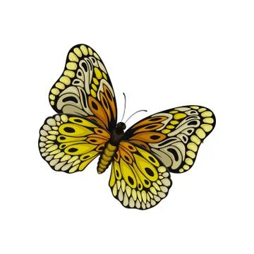 Flat vector of butterfly with beautiful pattern on wings. Flying insect. Nature Stock Illustration