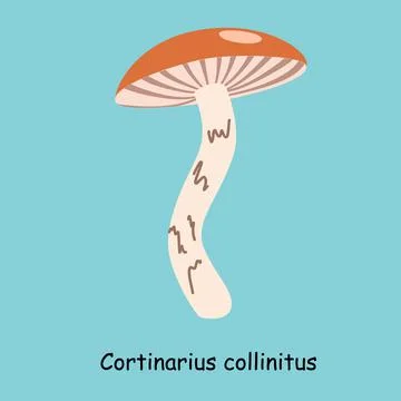 Flat vector of Cortinarius collinitus mushroom isolated on blue background. Stock Illustration