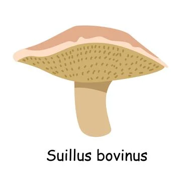 A flat vector of an edible mushroom isolated on a white background. Stock Illustration