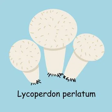A flat vector of an edible mushroom isolated on a blue background. Stock Illustration
